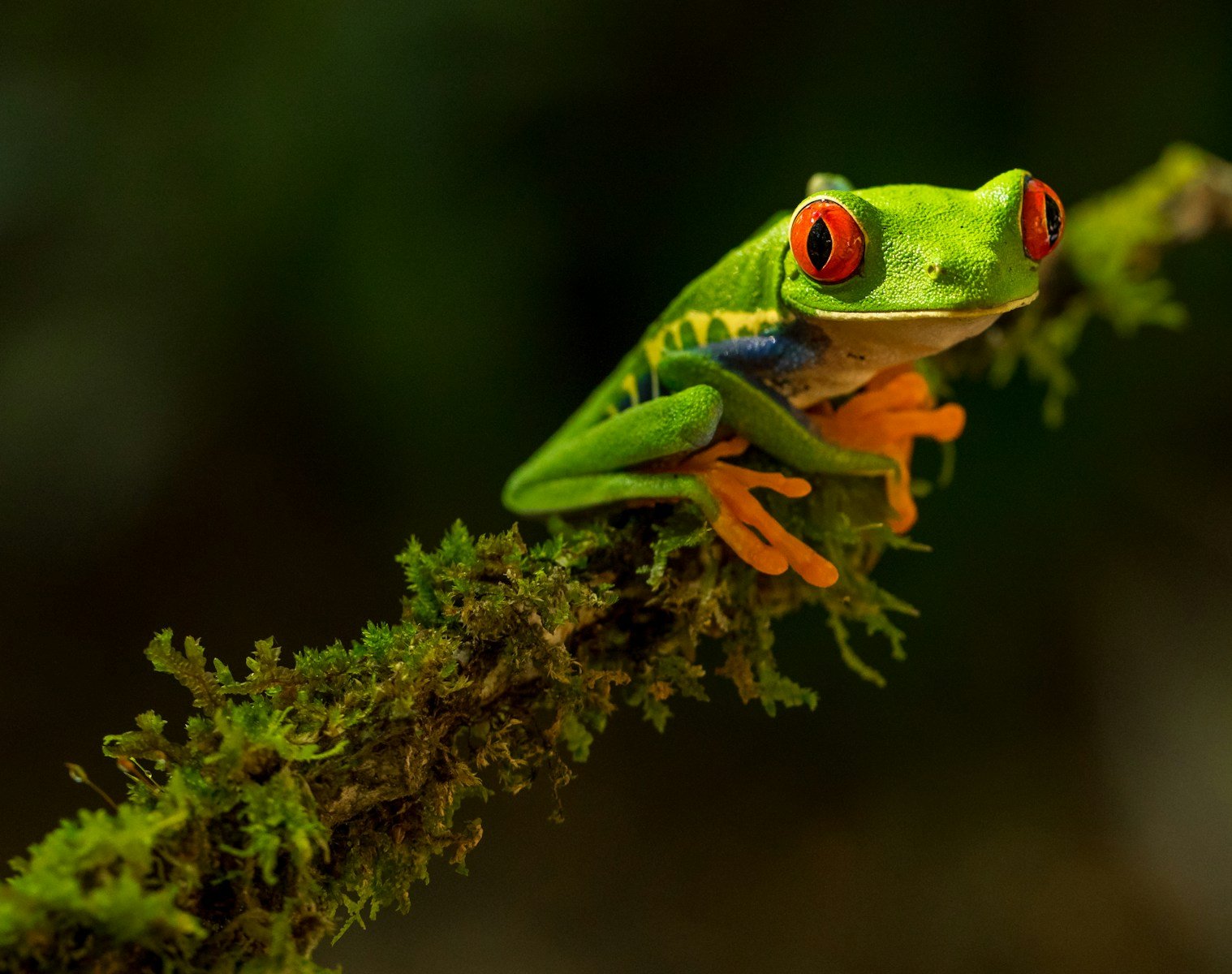 Photo by Zdeněk Macháček green Frog