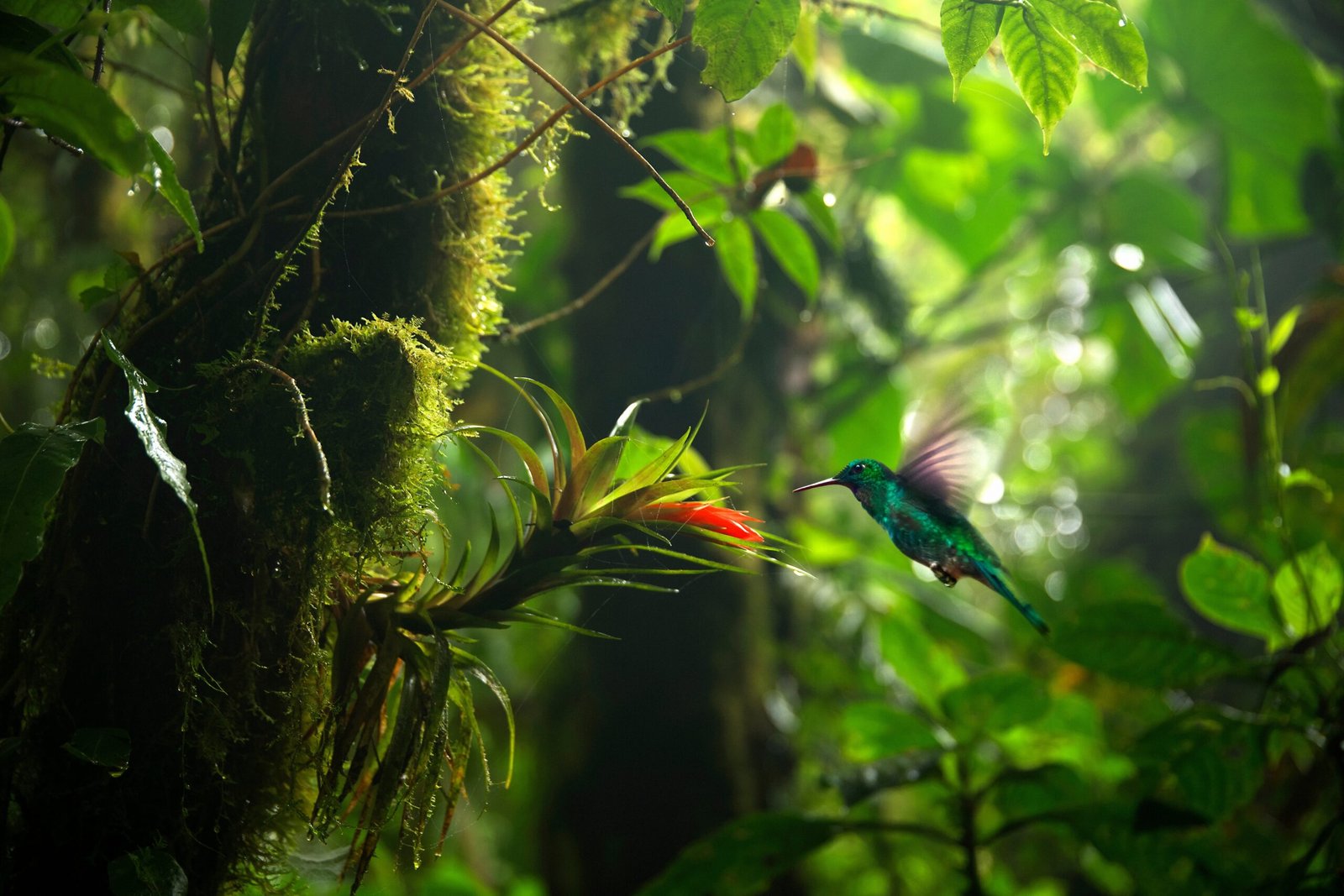Focus,Selection.,Hummingbird,In,The,Rain,Forest,Of,Costa,Rica