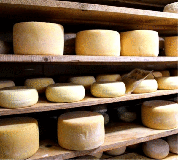 Cheese factory and agro-sustainable farm tour