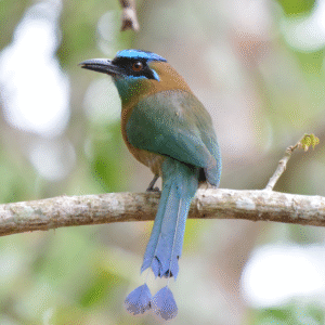 Bird tour cloudbringe reserve