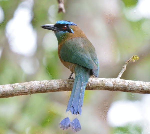 Bird tour cloudbringe reserve