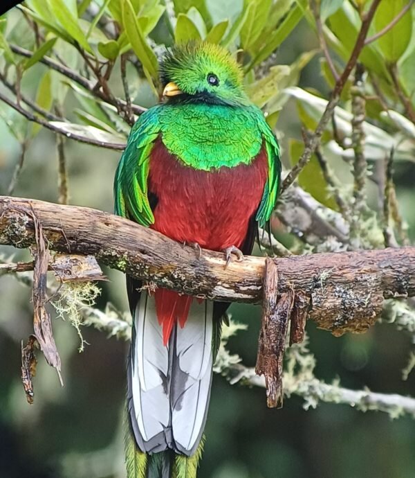 Quetzal’s Birdwatching Tour