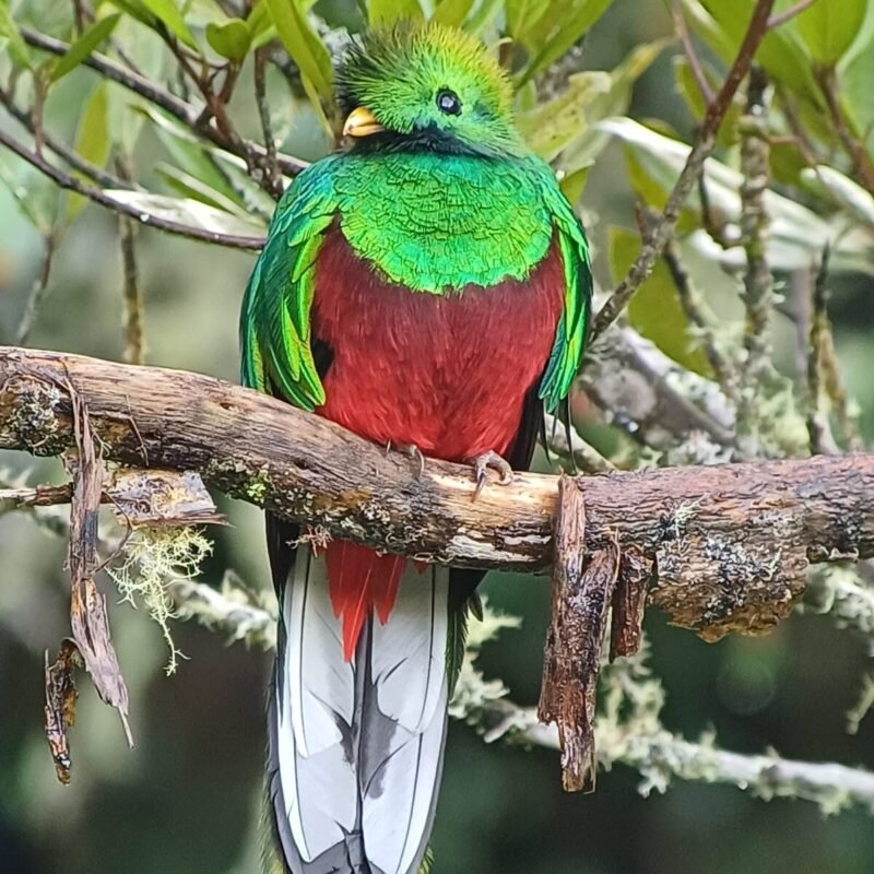 Quetzal’s Birdwatching Tour