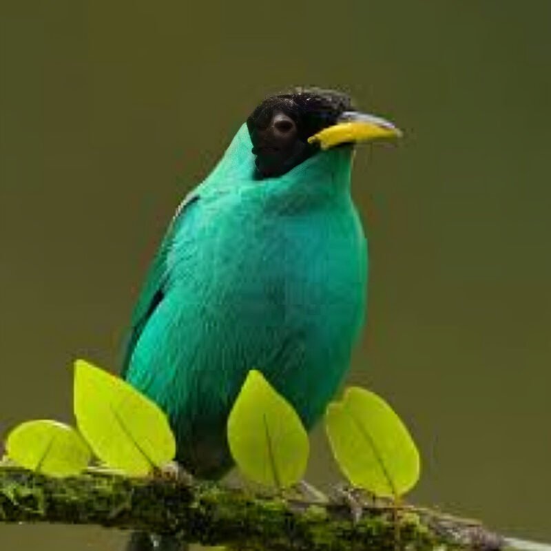 Los Cusingo´s Bird Sanctuary. Dr. Alexander Skutch