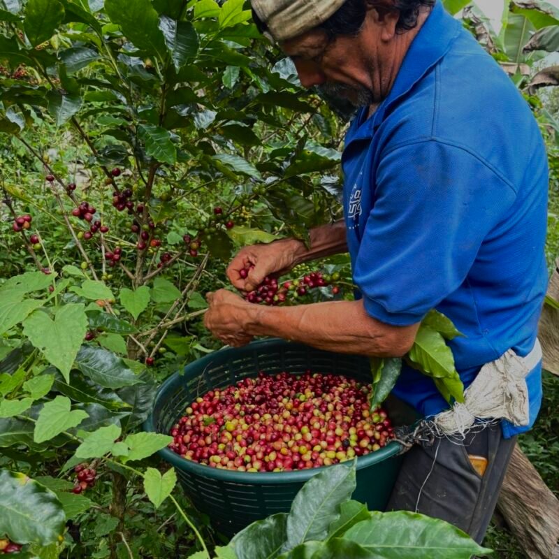 Coffee Tour Experience